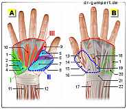 Abbildung Muskeln - Hand