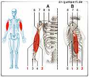 Abbildung Musculus biceps brachii