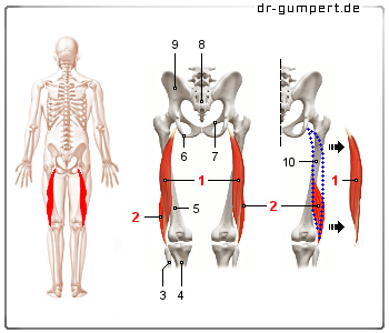 Abbildung Musculus biceps femoris Abbildung Musculus biceps femoris