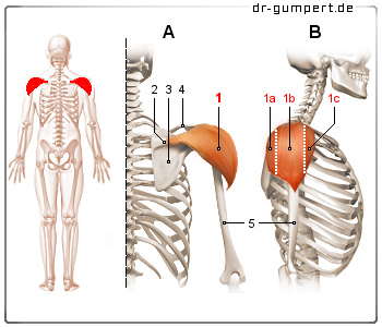 Abbildung Musculus deltoideus Schematische Darstellung des Musculus deltoideus