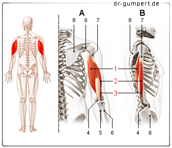 Abbildung Musculus triceps brachii Abbildung Musculus triceps brachii