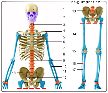 Abbildung Überblick über die größeren Knochen des menschlichen Skeletts Abbildung Überblick über die größeren Knochen des menschlichen Skeletts