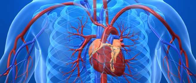 Anatomie der inneren Organe