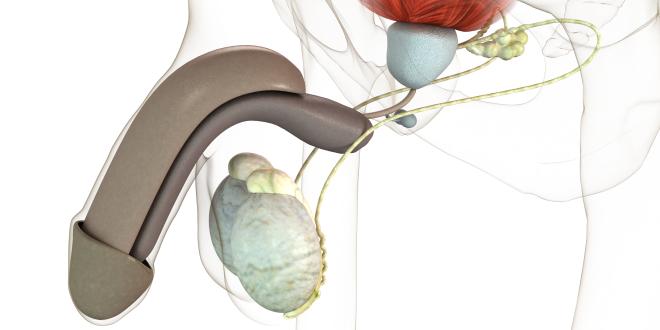 Hoden Testis