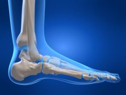 Mittelfußknochen Anatomie Mittelfußknochen