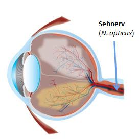 Auge Querschnitt
