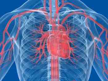 Arterien