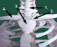 Abbildung Sternum Sternum