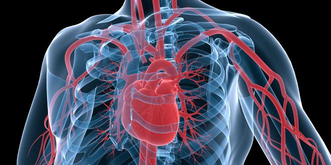 Arterientypen Arterielle Blutgefäße