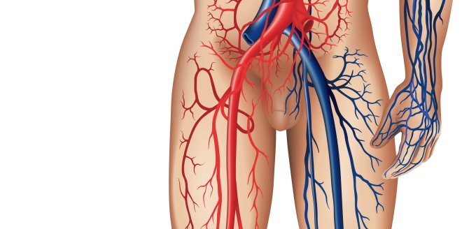 Arteria femoralis Arterien des Beines