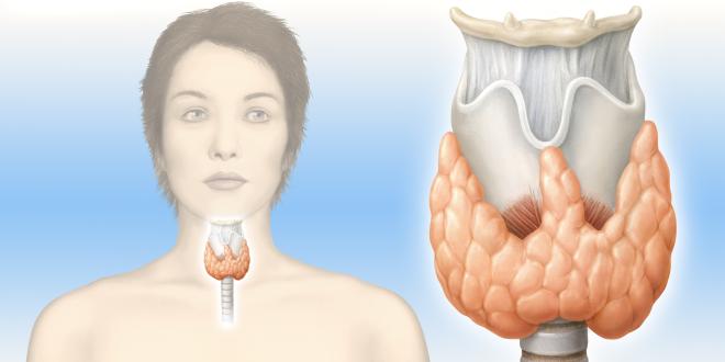 Hormone Schilddrüse