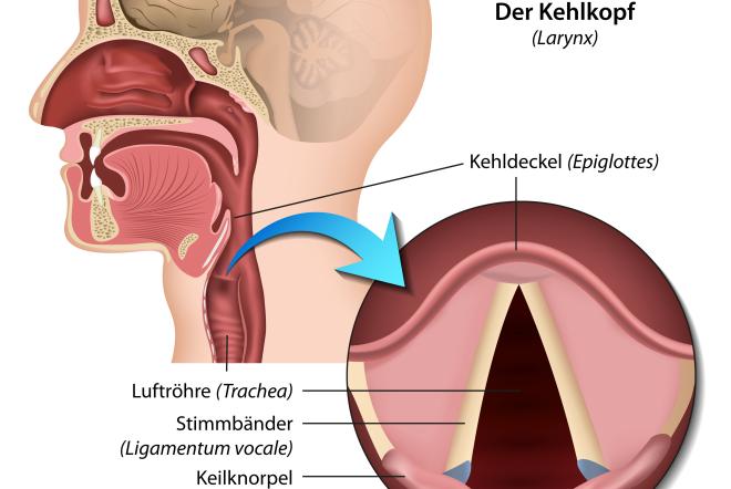 Kehlkopf Larynx