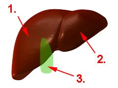 Anatomie Gallenblase Abbildung Gallenblase und Leber