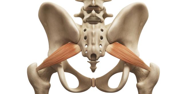 Musculus piriformis Birnenförmiger Muskel