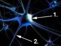 Abbildung Neuron Nervensystem Abbildung Neuron Nervensystem