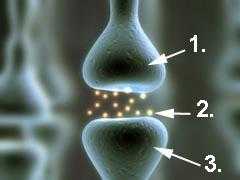 Abbildung Synapse Abbildung Synapse