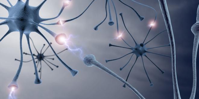 Nervensystem