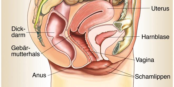 Weibliches Geschlechtsorgan Vagina