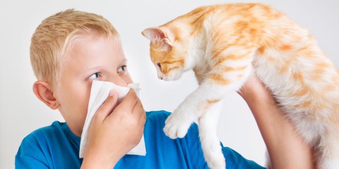 Katzenhaarallergie