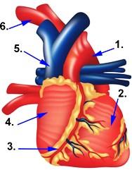 Anatomie des Herzens Abbildung Herz