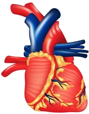 Anatomie Herz