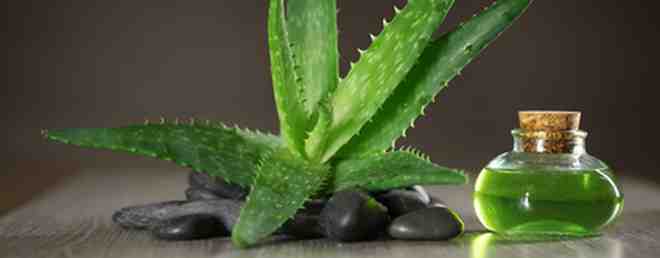 Aloe vera zählt zu den ältesten und heute sehr bekannten Heilpflanzen.