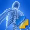 Quiz Anatomie Quiz Anatomie