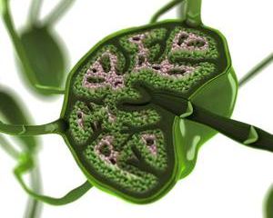 Selbsttest Lymphknoten geschwollen