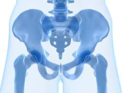 Steißbein Coccyx