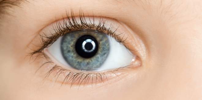 Netzhaut des Auges Darstellung der Netzhaut im Auge