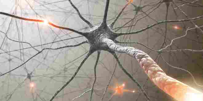 Dendrit und Axon