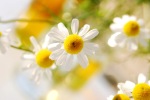 Homöopathie bei Hautentzündung
