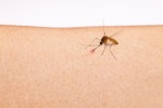 Entzündung Insektenstich