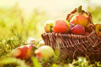 Erkältung vorbeugen Ernährung Erkältung vorbeugen Ernährung