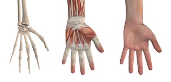 Fingerarthrose Fingerarthrose