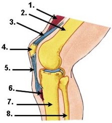 Das Knie und seine umgebenden Strukturen Abbildung vom Knie