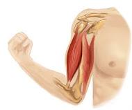 Oberarm Anatomie
