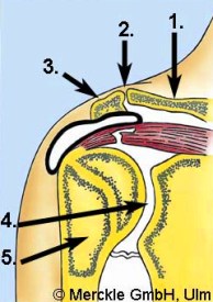 Anatomische Strukturen der Schulter Abbildung Schulter
