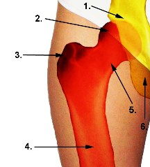Anatomie der Hüfte Anatomie der Hüfte