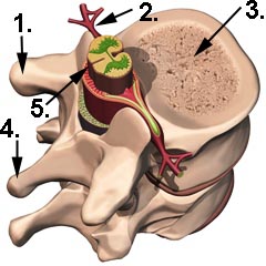 Tut die linke Schläfe die Osteochondrose weh