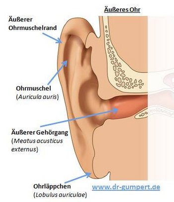 äußeres Ohr