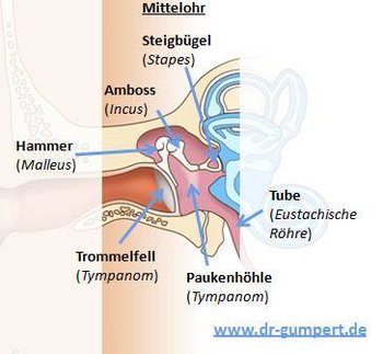 Mittelohr