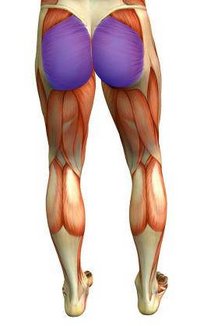 gluteus maximus