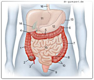 Die Hämorrhoide bei den Schwangeren die Hilfe