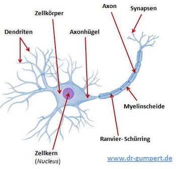 Nervensystem
