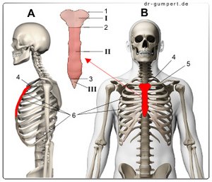 Abbildung Knochengerüst des Brustkorbs