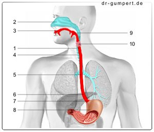 Abbildung Speiseröhre