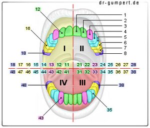 Abbildung FDI-Zahnschema Oberkiefer und Unterkiefer