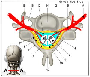 Abbildung Inhalt des Wirbelkanals auf einem Querschnitt  durch die Halswirbelsäule (Schnitt A-A)