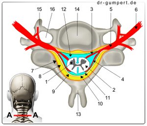 Querschnitt  durch die Halswirbelsäule